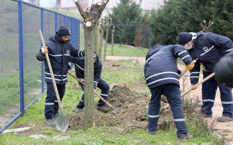 NAMIK KEMAL BULVARI’NDAN SÖKÜLEN AĞAÇLARI YEŞİL ALANLARA DİKİYOR