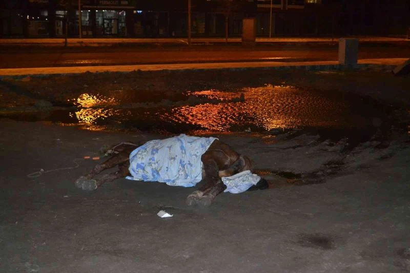 YOL KENARINDA ÖLÜME TERK EDİLEN AT GÖRENLERİN İÇİNİ ACITTI