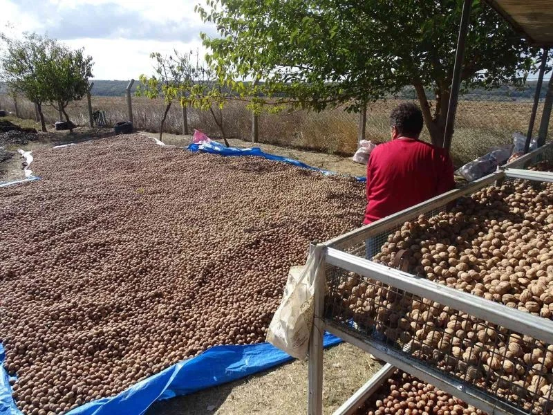  TEKİRDAĞ’DA CEVİZ HASADI