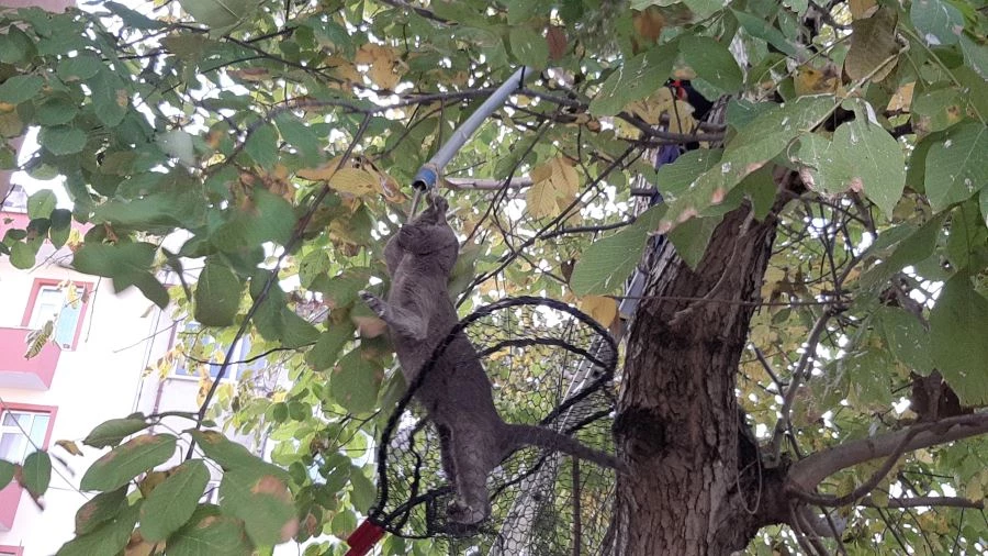 EVDEN KAÇAN YAVRU RUS KEDİSİ, 2 GÜN AĞAÇTA MAHSUR KALDI