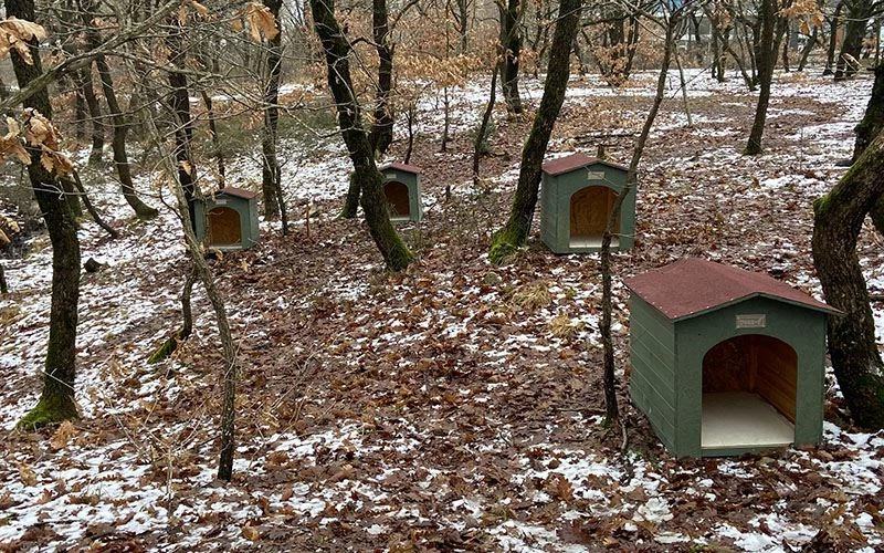 O KÖPEKLER ARTIK ORMANDA İŞGALCİ OLMAYACAK