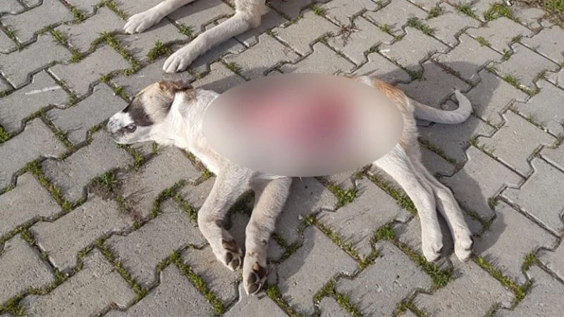 YAVRU KÖPEK DERİSİ YÜZÜLMÜŞ HALDE ÖLÜ BULUNDU