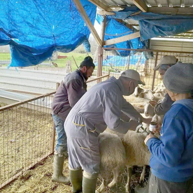 KIRKLARELİ’NDE KÜÇÜKBAŞ HAYVANLAR AŞILANIYOR