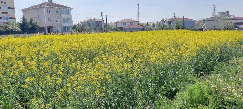 KANOLA ÜRETİCİLERİNE UYARI MESAJI