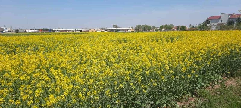 SARININ EN GÜZEL HALİ