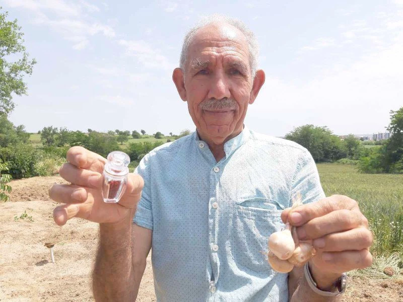 SAFRANIN SOĞAN HASADI BAŞLADI