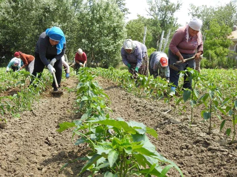 SON YAĞIŞLAR ÇİFTÇİYİ SEVİNDİRDİ