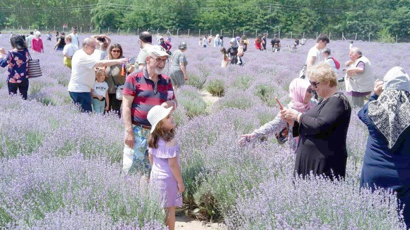 LAVANTA TARLALARI DOĞAN STÜDYOYA DÖNDÜ