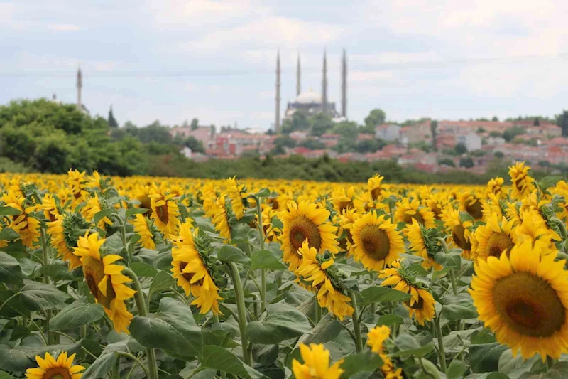 AŞIRI SICAKLAR VE KURAKLIK AYÇİÇEĞİNİ VURDU