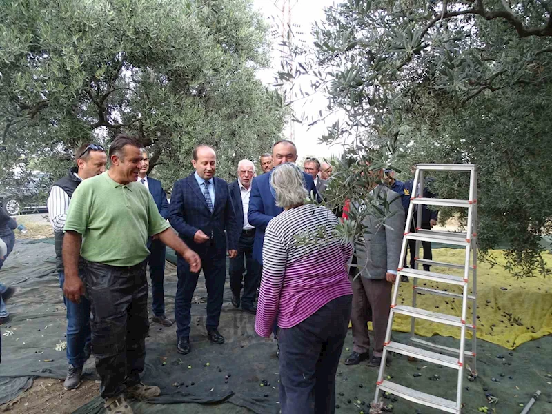 VALİ SOYTÜRK ZEYYTİN HASAT ETTİ