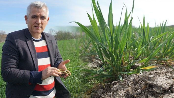 PROF. DR. KAYA UYARDI: KURAKLIĞA BAĞLI KIZARIKLIKLAR VE SARARMALAR BAŞLADI