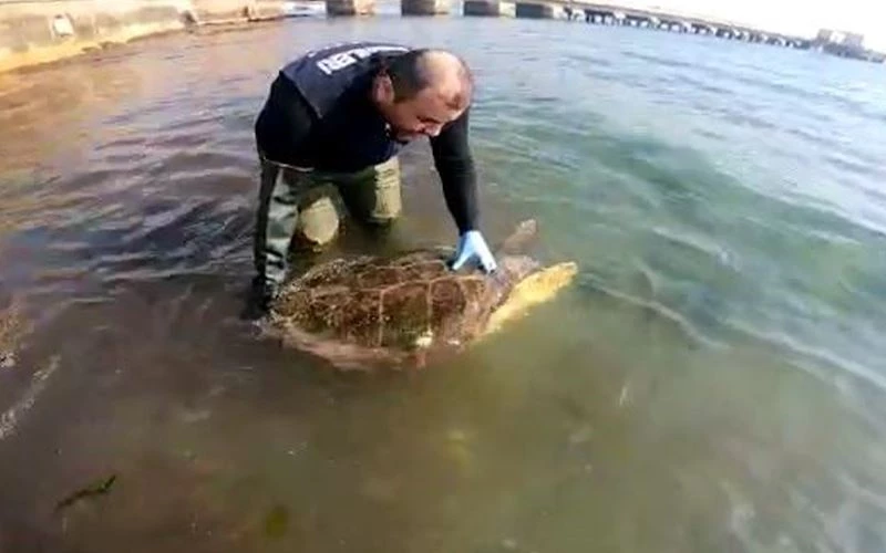 CARETTA CARETTA KURTARMA OPERASYONU