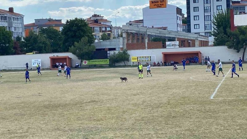 SAHAYA GİREN KÖPEK MAÇI DURDURDU