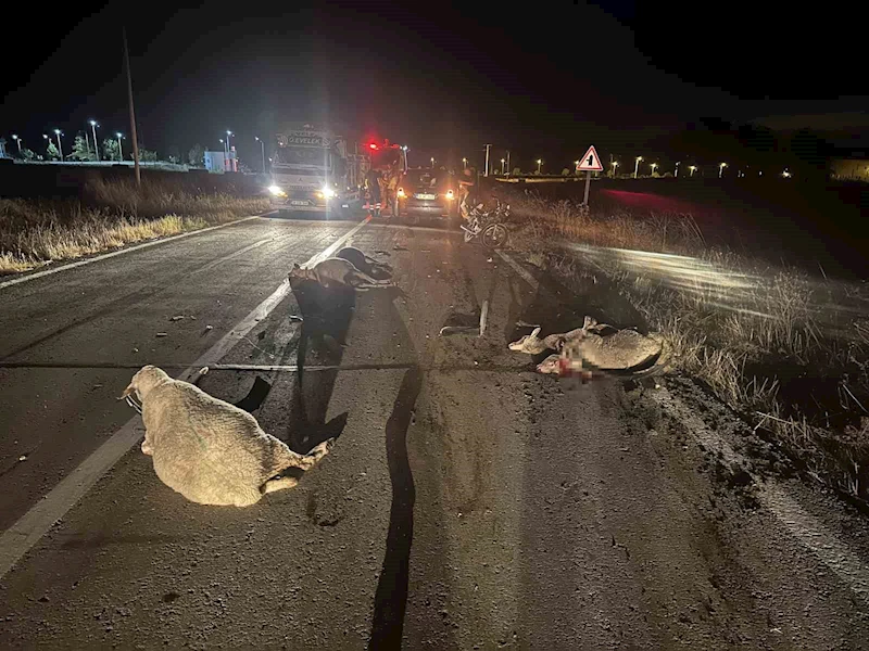 TEKİRDAĞ’DA OTOMOBİL KOYUN SÜRÜSÜNE ÇARPTI: 10 KOYUN TELEF OLDU