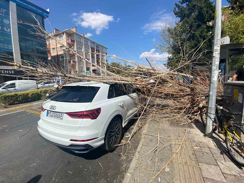 TATİLE GELDİ, OTOMOBİLİN ÜSTÜNE AĞAÇ DEVRİLDİ