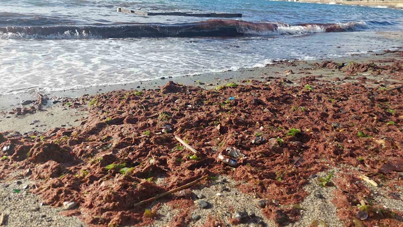 LODOS KIZIL YOSUN GETİRDİ