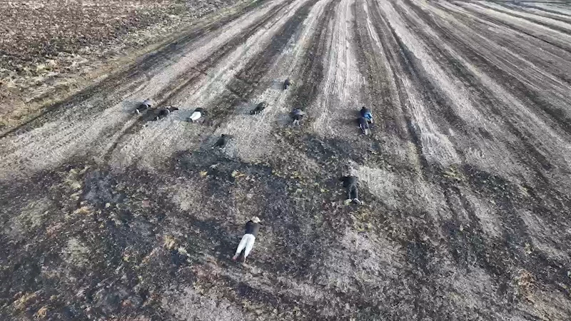 KAÇAK GÖÇMENLERİN TARLADA YAKALANMA ANI DRON KAMERASINDA