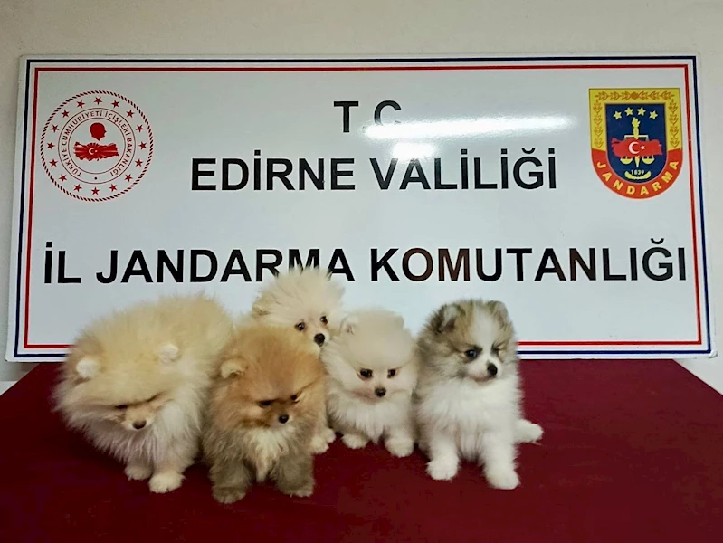 CİNS KÖPEKLER JANDARMAYI GEÇEMEDİ