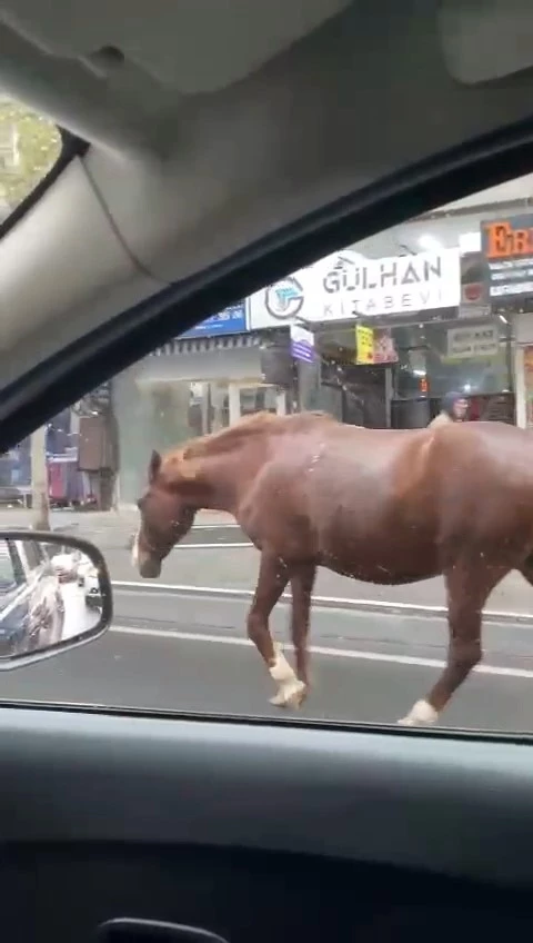 TEKİRDAĞ’DA SOKAKLARDA GEZEN BAŞIBOŞ ATLAR ŞAŞKINLIĞA SEBEP OLDU