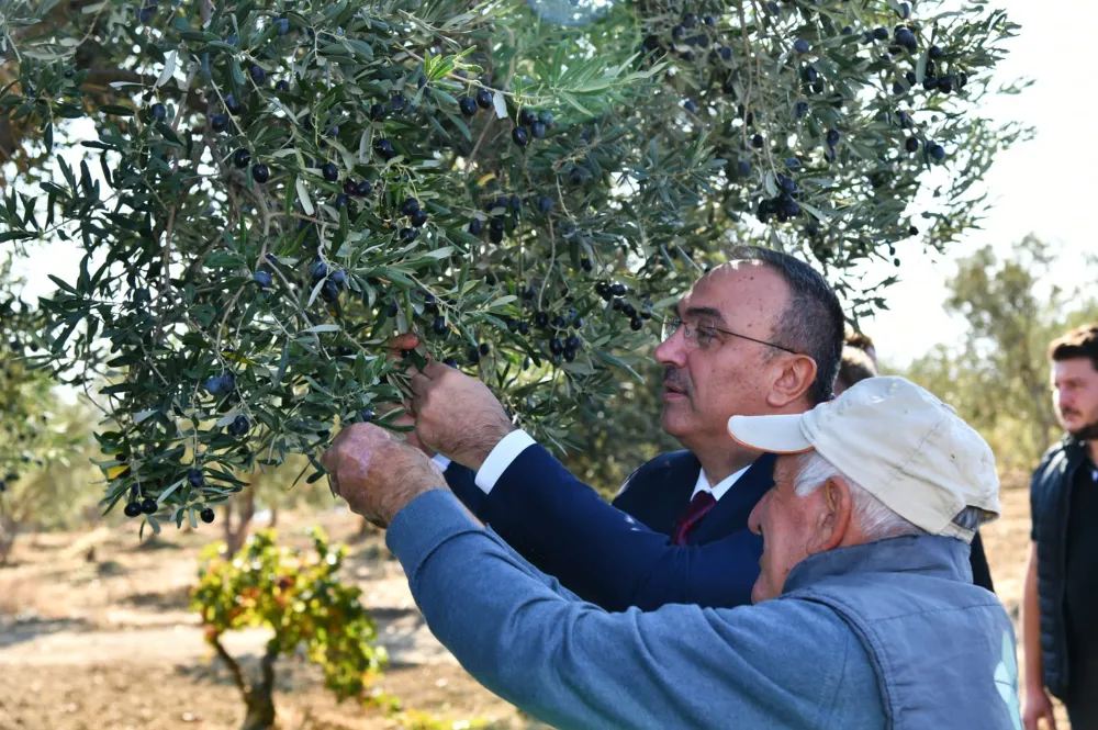 VALİ SOYTÜRK ZEYTİN HASADINA KATILDI