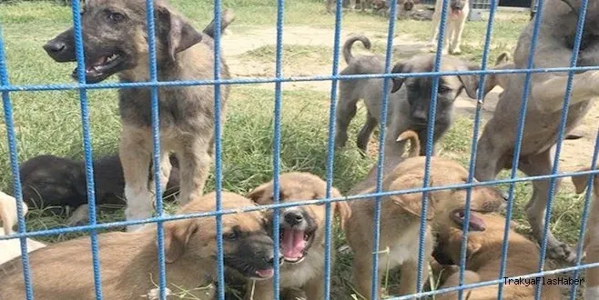 ÇERKEZKÖY KENT KONSEYİ’NDEN SOKAK HAYVANLARI AÇIKLAMASI