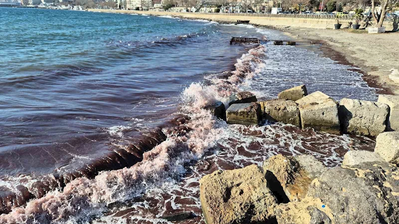 MARMARA DENİZİ’NDE KIZIL YOSUN AKINTISI SÜRÜYOR