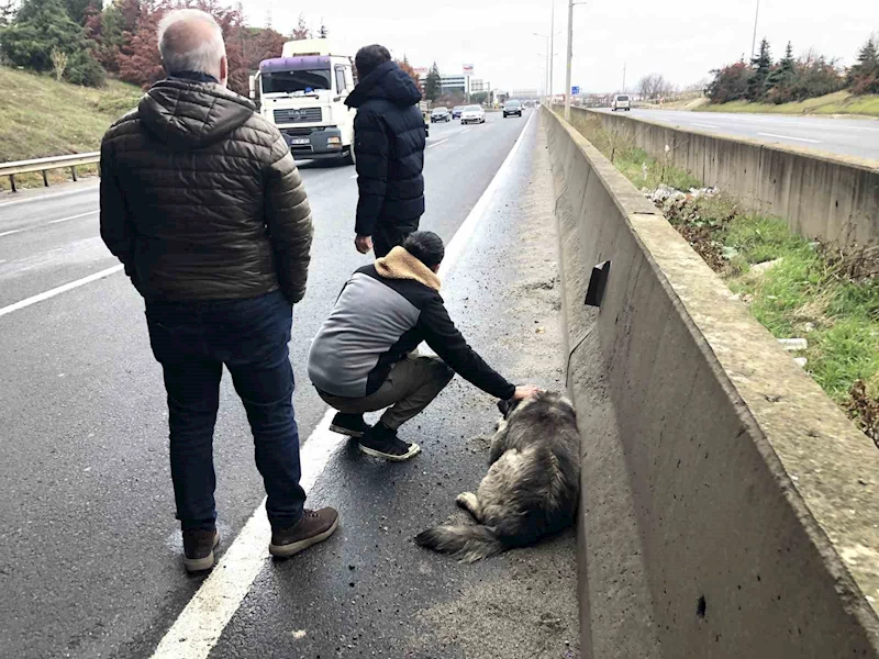 ÇARPTIĞI YARALI KÖPEĞİ SEVDİ, BAŞINDAN AYRILMADI