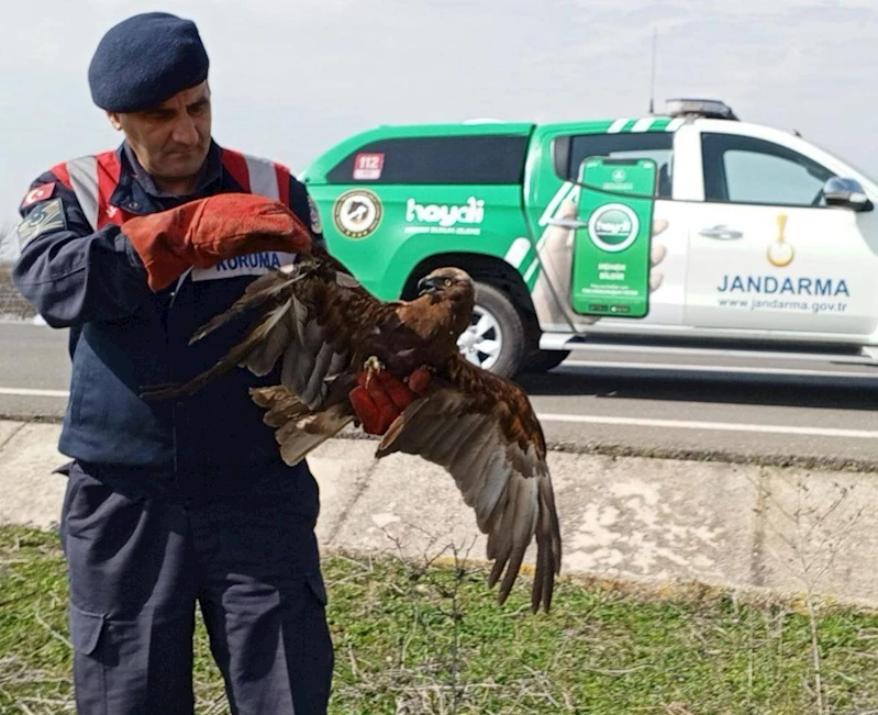 YARALI ŞAHİNE JANDARMADAN ŞEFKAT ELİ