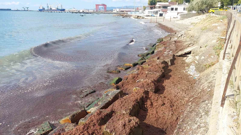 MARMARA DENİZİ’NDE KIZIL YOSUN ALARMI