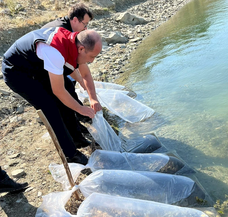 750 BİN SAZAN YAVRUSU TEKİRDAĞ’DAKİ GÖLETLERE BIRAKILACAK