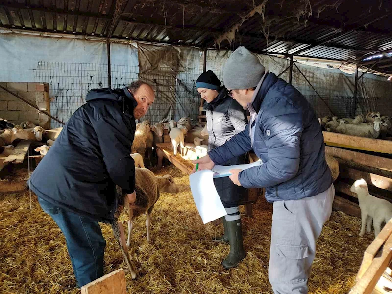 KÜÇÜK VE BÜYÜKBAŞ HAYVANLARIN KONTROLLERİ YAPILDI