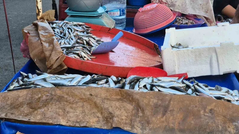 SEYYAR BALIKÇI: BU SENENİN BALIĞI SARDALYA