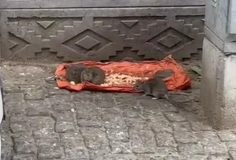 TEKİRDAĞ’DA VATANDAŞLAR TEDİRGİN: FARELER SOKAKLARI BASTI!