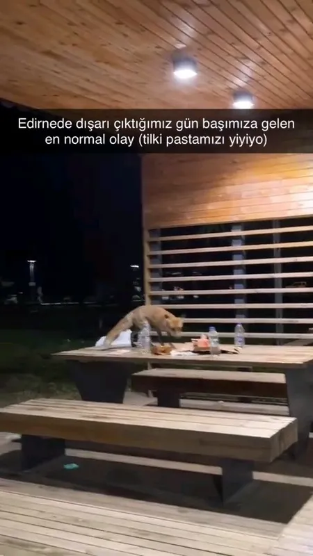 YAVRU TİLKİ DOĞUM GÜNÜ PASTASINA KONDU