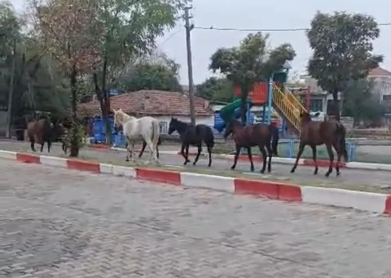 TEKİRDAĞ’DA BAŞIBOŞ ATLAR TRAFİĞİ TEHLİKEYE SOKTU