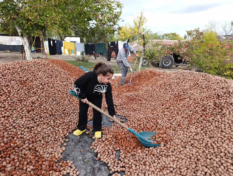 DEVLETTEN 49 YILLIĞINA BEDELSİZ KİRALANAN ARAZİLERDE CEVİZ BEREKETİ