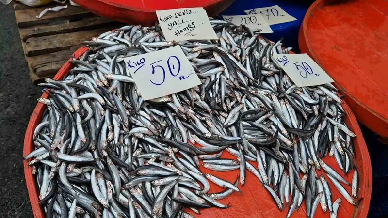 TEKİRDAĞ’DA HAMSİNİN KİLOSU 50 LİRAYA KADAR DÜŞTÜ