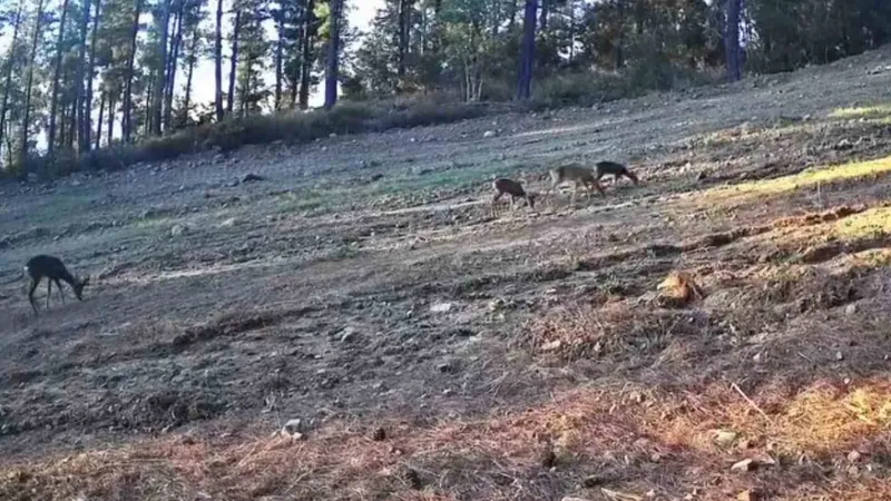 KARACA AİLESİ GANOS DAĞLARI’NDA FOTOKAPANA TAKILDI