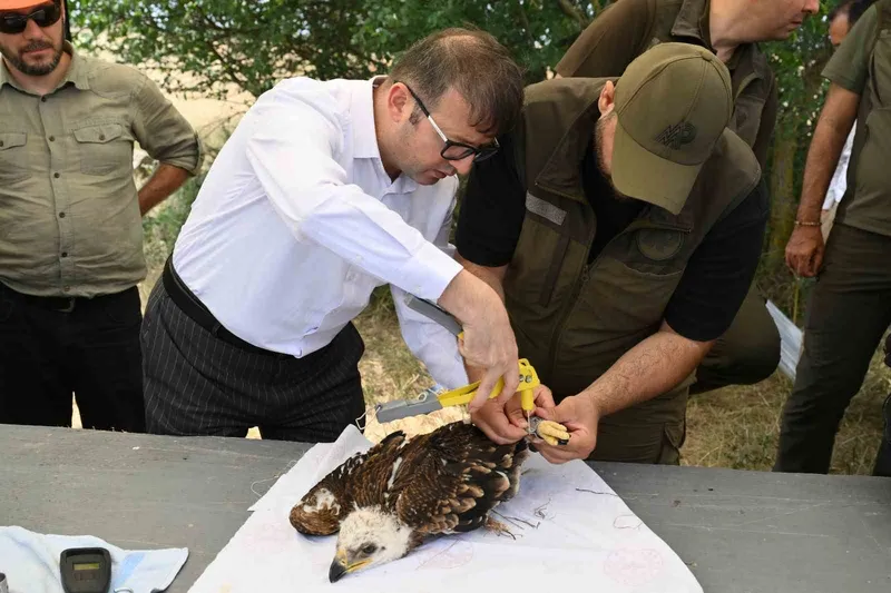 BİNLERCE LEYLEK YUVASI, YÜZLERCE MAMA KABI: DOĞA DOSTU PROJELER