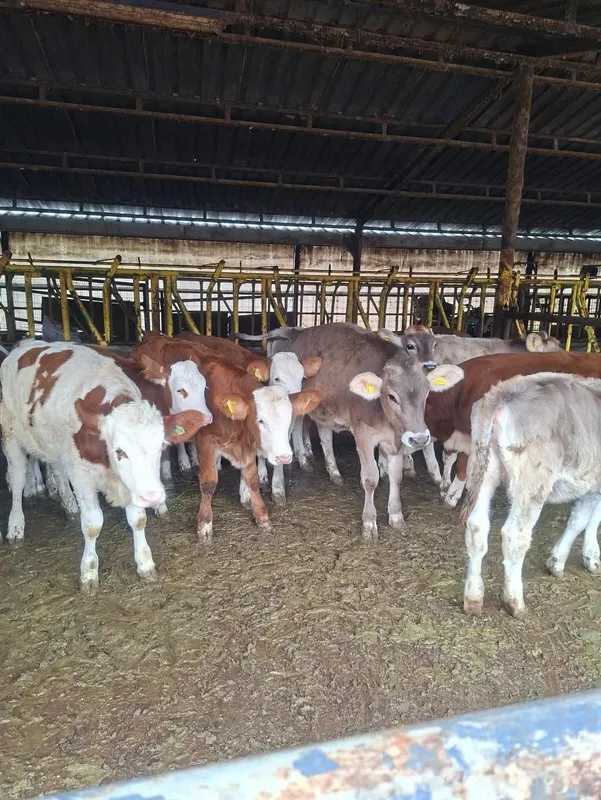 BUZAĞILARA BRUSELLA AŞISI UYGULANDI