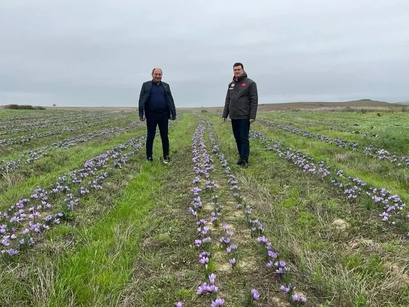 TEKİRDAĞ’DA SAFRAN ÜRETİMİ YAYGINLAŞIYOR