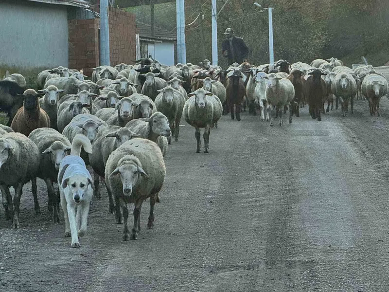 AYLIK 50 BİN LİRAYA ÇOBAN BULAMIYORLAR