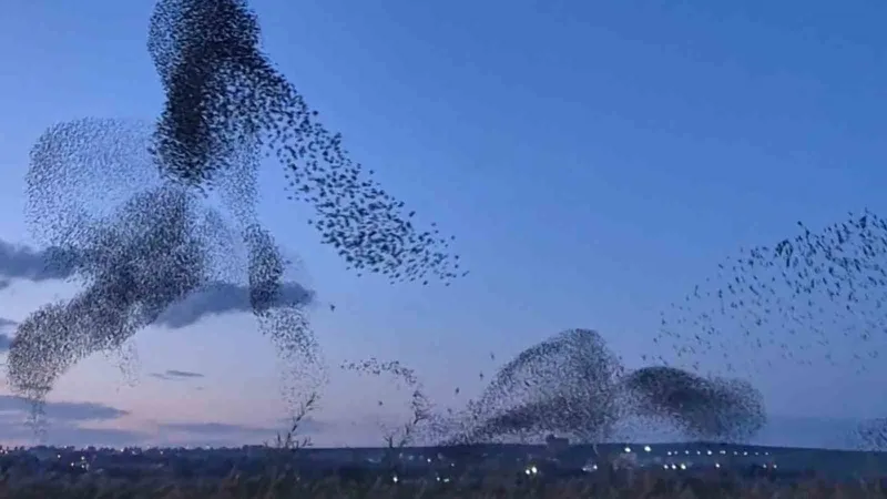 GÖKYÜZÜNDE TERAPİ ETKİSİ: SIĞIRCIKLARDAN MUHTEŞEM DANS