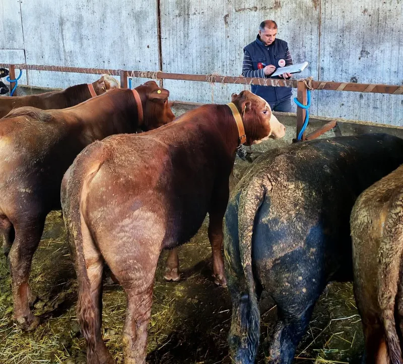 BÜYÜKBAŞ HAYVANLARA ŞAP AŞISI VE SAĞLIK TARAMASI