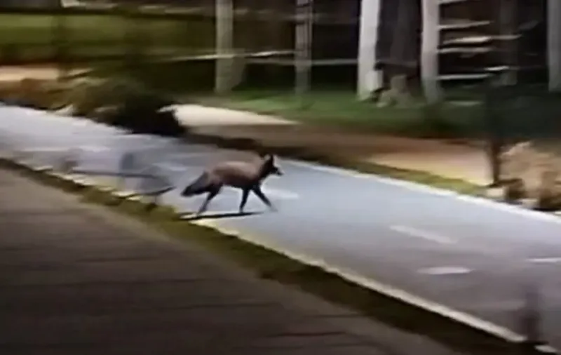 TEKİRDAĞ SAHİLDE TİLKİ GÖRÜNTÜLENDİ