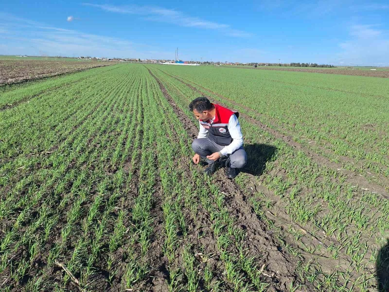HUBUBAT TARLALARINDA ’EKİN KAMBUR BÖCEĞİ’ TEHLİKESİ