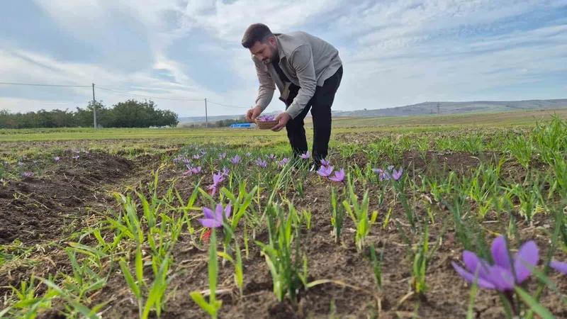 BU BAHARATIN KİLOSU 600 BİN TL: TOPRAKTAN SERVET FIŞKIRIYOR