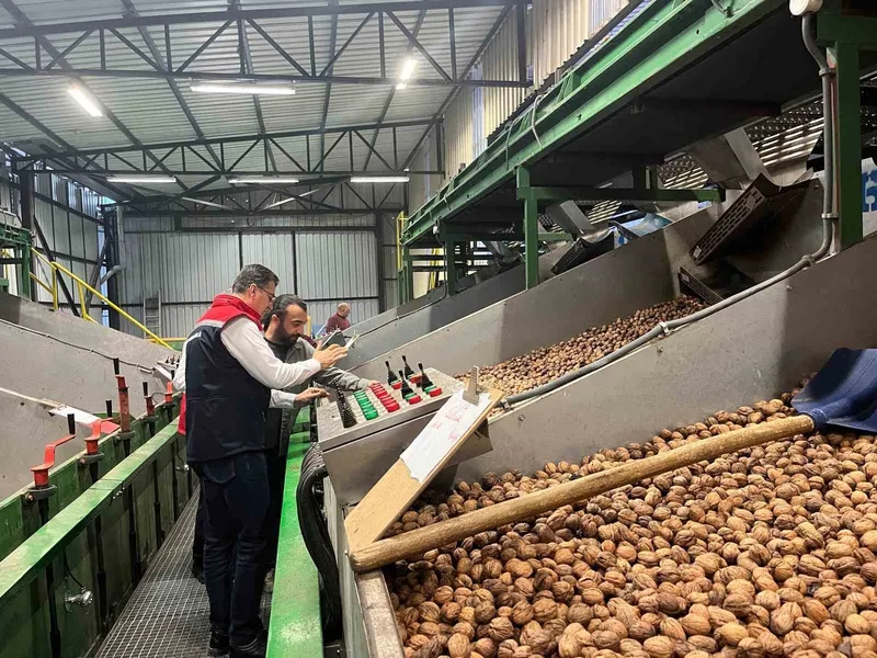 TEKİRDAĞ’DA CEVİZ EKİM ALANLARI GENİŞLİYOR