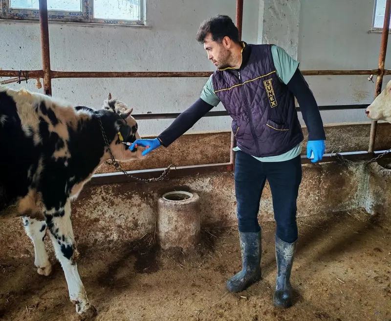 ŞAP HASTALIĞINA KARŞI AŞILAMA ÇALIŞMASI YAPILDI