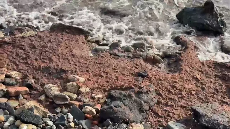 TEKİRDAĞ’DA POYRAZ KIZIL YOSUN SÜRÜKLEDİ